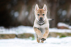 Czechoslovakian Wolfdog Puppy