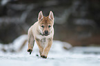 Czechoslovakian Wolfdog Puppy