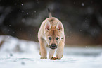Czechoslovakian Wolfdog Puppy