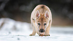 Czechoslovakian Wolfdog Puppy