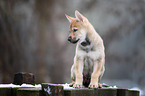 Czechoslovakian Wolfdog Puppy
