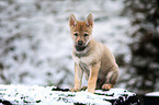 Czechoslovakian Wolfdog Puppy