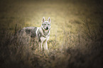 Czechoslovakian Wolfdog