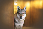 female Czechoslovakian Wolfdog