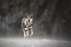 female Czechoslovakian Wolfdog
