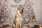 Czechoslovakian wolfdog