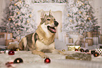 Czechoslovakian wolfdog