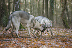 Czechoslovakian wolfdog