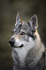 Czechoslovakian wolfdog