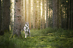 Czechoslovakian wolfdog