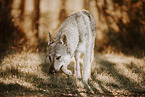Czechoslovakian wolfdog