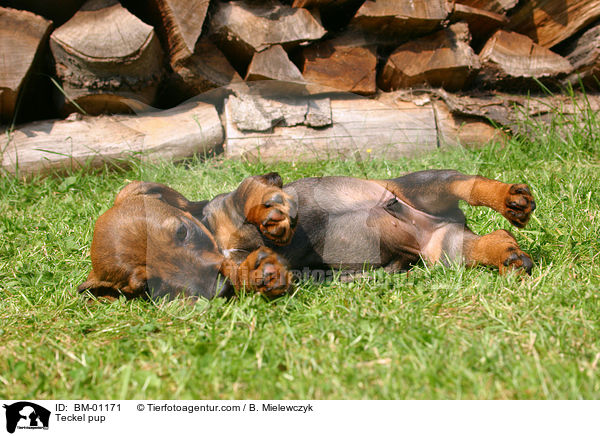 Teckel pup / BM-01171