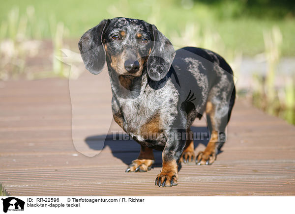 black-tan-dapple teckel / RR-22596