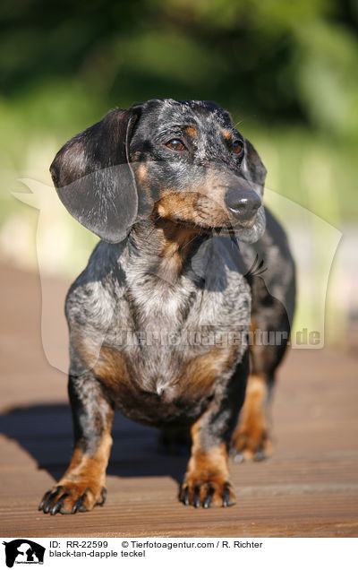 black-tan-dapple teckel / RR-22599