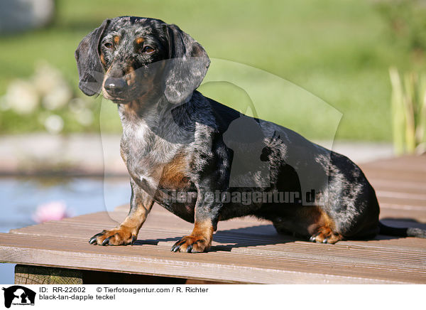 black-tan-dapple teckel / RR-22602
