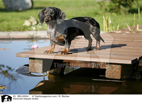 black-tan-dapple teckel / RR-22604