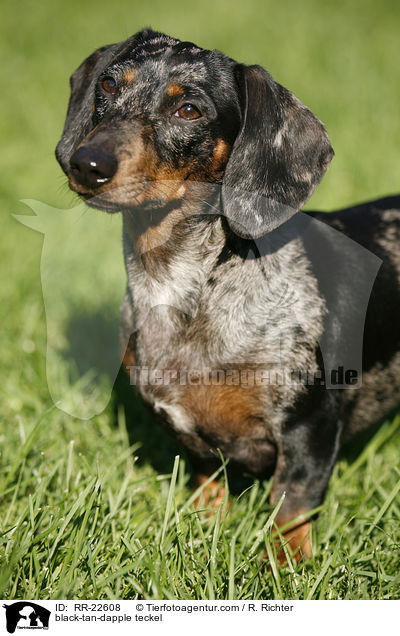 black-tan-dapple teckel / RR-22608