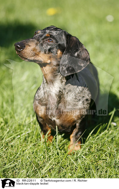 black-tan-dapple teckel / RR-22611