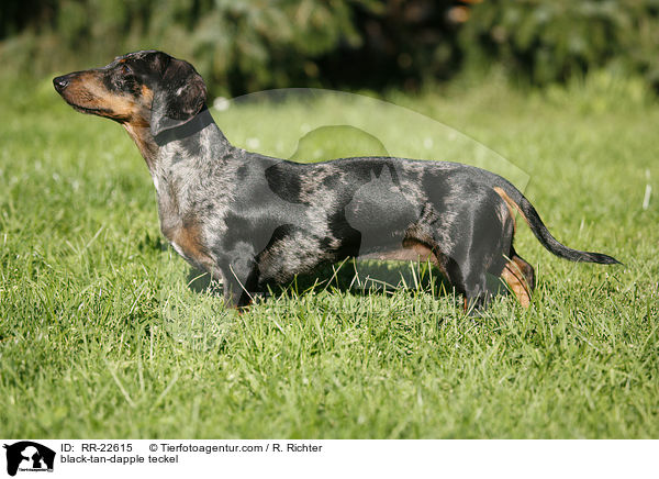 black-tan-dapple teckel / RR-22615