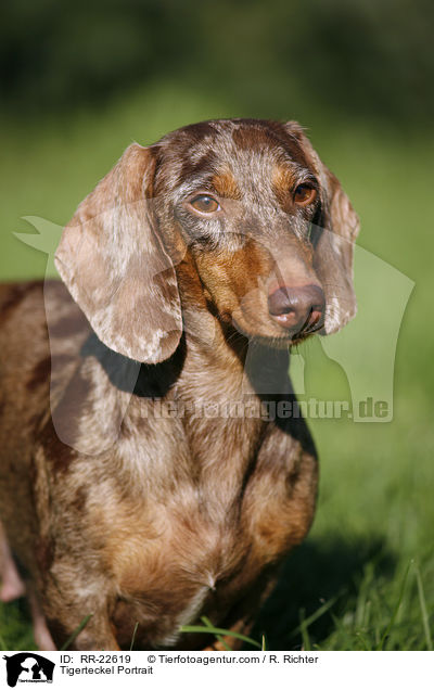 Tigerteckel Portrait / RR-22619