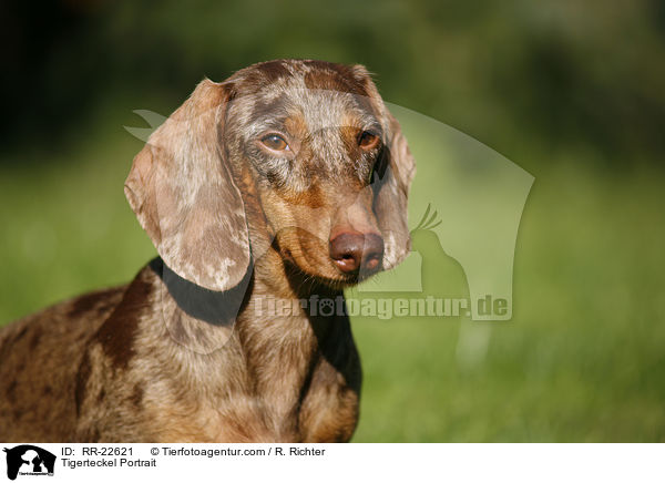 Tigerteckel Portrait / RR-22621