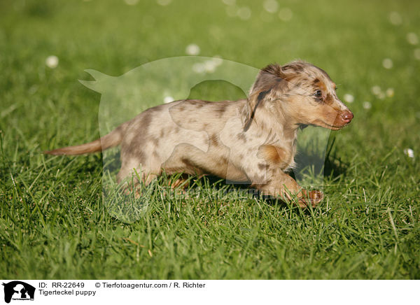 Tigerteckel puppy / RR-22649