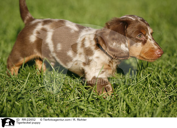 Tigerteckel puppy / RR-22652