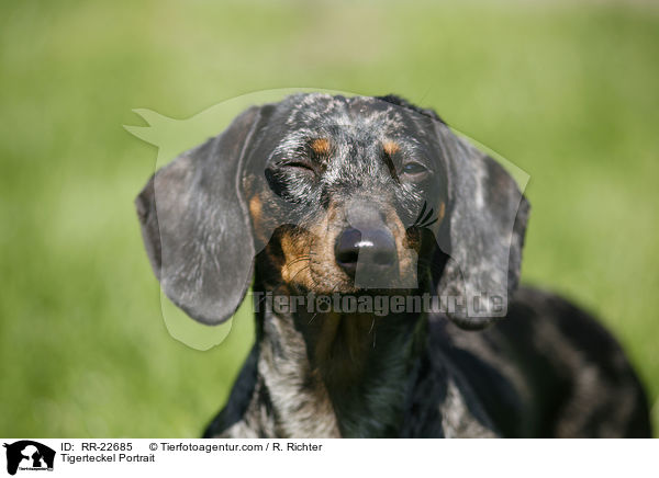 Tigerdackel Portrait / Tigerteckel Portrait / RR-22685