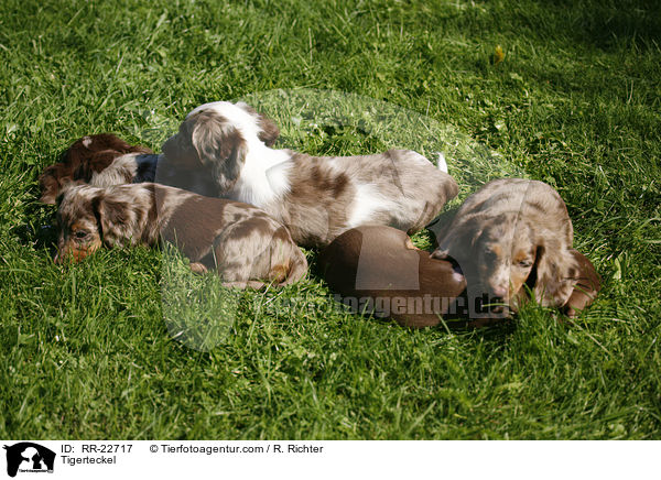 Tigerdackel / Tigerteckel / RR-22717