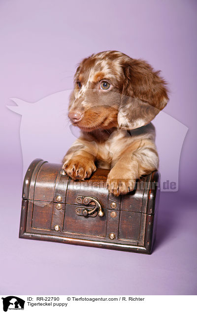 Tigerdackel Welpe / Tigerteckel puppy / RR-22790