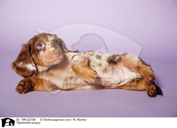 Tigerteckel puppy / RR-22796