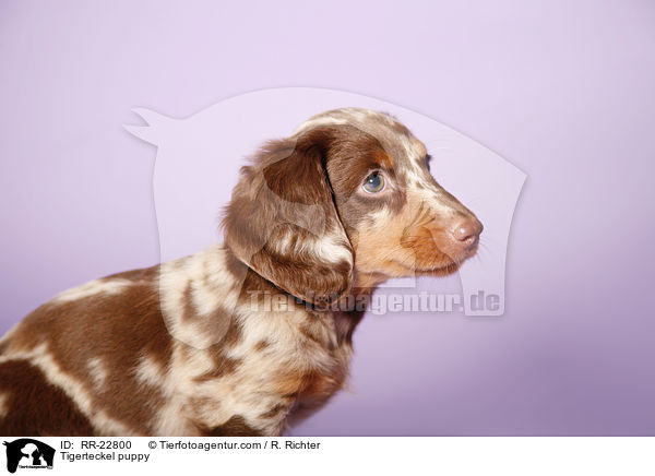 Tigerteckel puppy / RR-22800