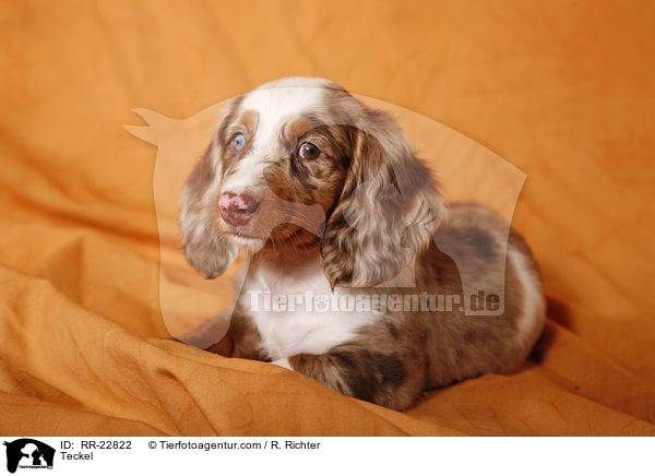 Weitiger Dackel / Teckel / RR-22822