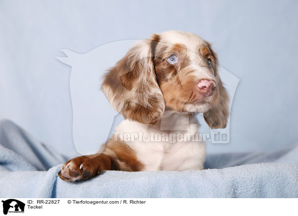 Weitiger Dackel / Teckel / RR-22827