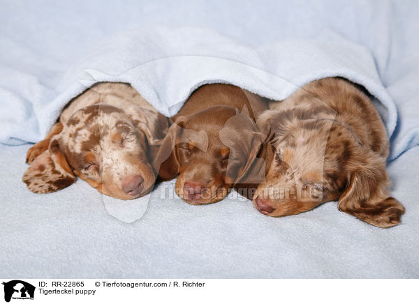 Tigerdackel Welpe / Tigerteckel puppy / RR-22865