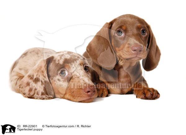 Tigerdackel Welpe / Tigerteckel puppy / RR-22901