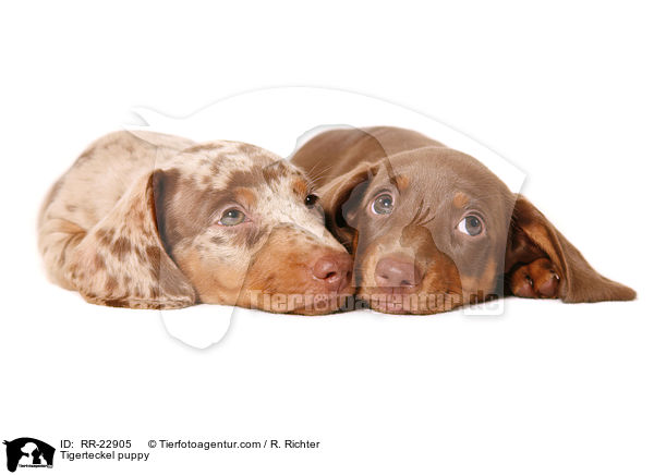Tigerteckel puppy / RR-22905