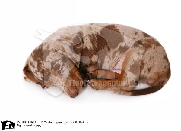 Tigerdackel Welpe / Tigerteckel puppy / RR-22913