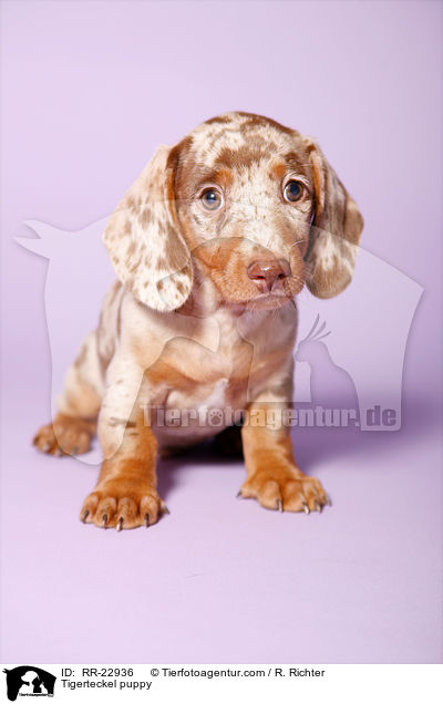 Tigerteckel puppy / RR-22936