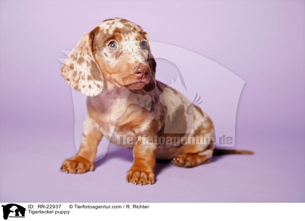Tigerteckel puppy / RR-22937