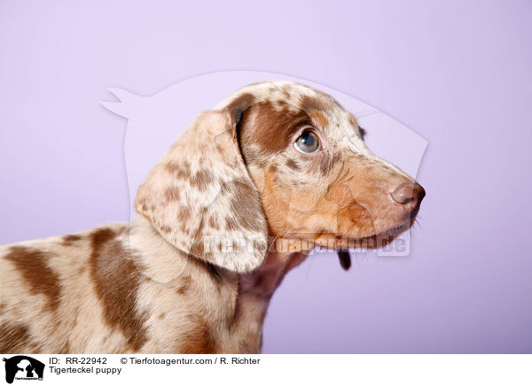 Tigerteckel puppy / RR-22942