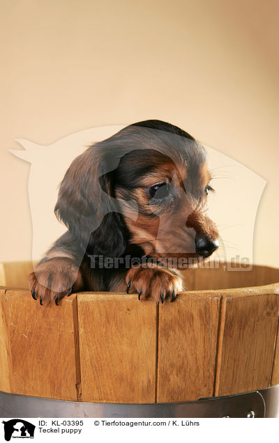 Dackel Welpe / Teckel puppy / KL-03395