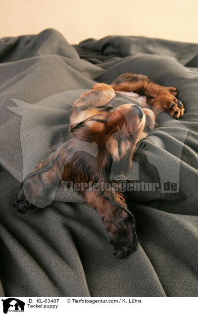 Teckel puppy / KL-03407