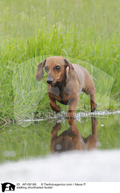 laufender Kurzhaardackel / walking shorthaired teckel / AP-08186