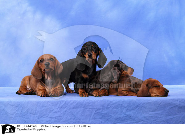 Tigerteckel Puppies / JH-14146