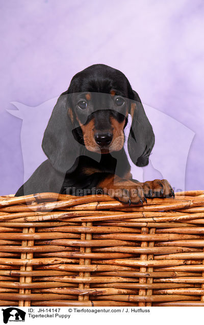 Tigerdackel Welpe / Tigerteckel Puppy / JH-14147