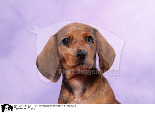Tigerteckel Puppy / JH-14152