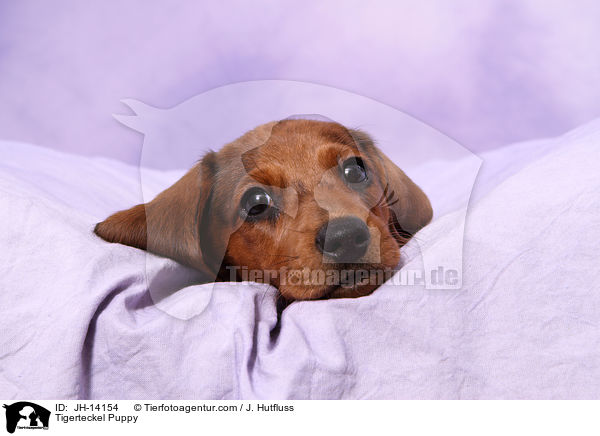 Tigerteckel Puppy / JH-14154