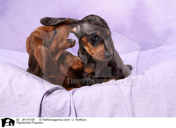 Tigerteckel Puppies / JH-14155