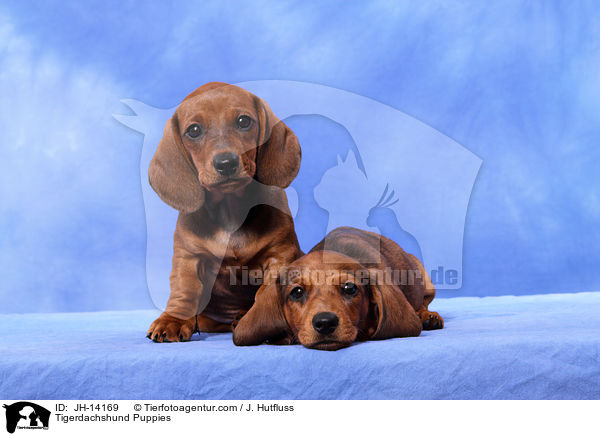 Tigerdachshund Puppies / JH-14169
